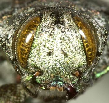 Media type: image;   Entomology 35038 Aspect: head frontal view